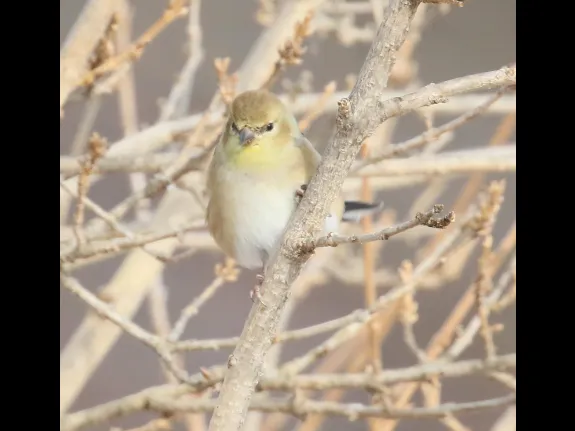 An American goldfinch at Breakneck Hill Conservation Land in Southborough, photographed by Steve Forman.