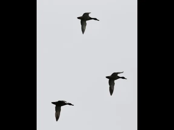 Mallards at Hager Pond in Marlborough, photographed by Steve Forman.