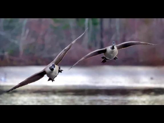 Canada geese at Hager Pond in Marlborough, photographed by Steve Forman.