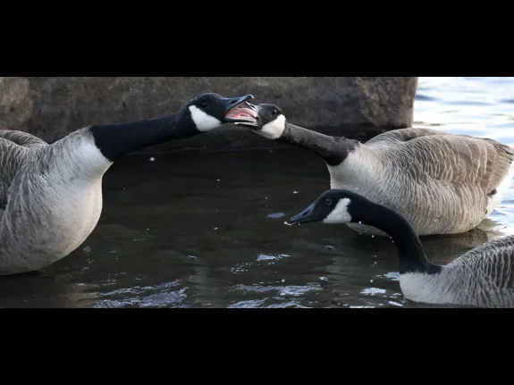 Canada geese at Hager Pond in Marlborough, photographed by Steve Forman.
