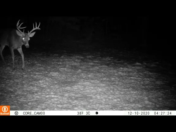 A white-tailed deer in Sudbury, photographed with an automatically triggered wildlife camera by Tom McGowan.