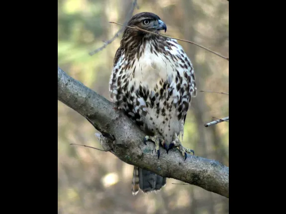 A red-tailed hawk in Lincoln, photographed by Harold McAleer.