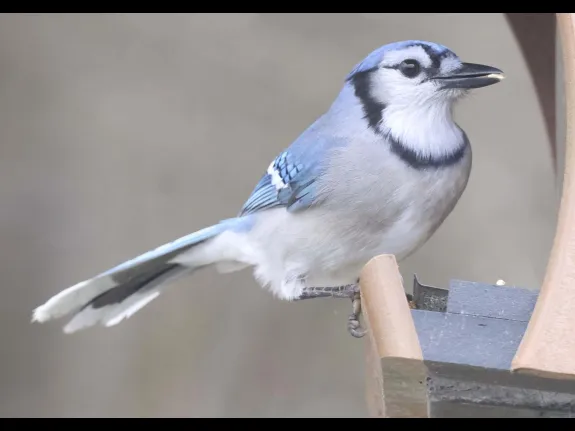 A blue jay in Framingham, photographed by Steve Forman.
