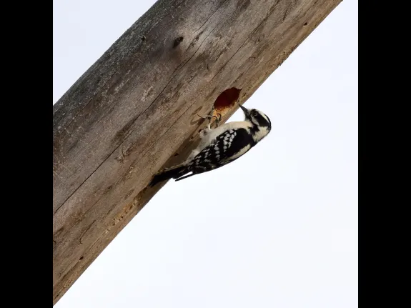 A downy woodpecker at Breakneck Hill Conservation Land in Southborough, photographed by Steve Forman.