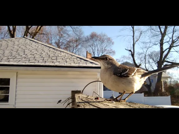 A northern mockingbird in Maynard, photographed by William Watt.