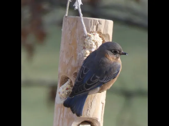 An eastern bluebird in Sudbury, photographed by Sharon Tentarelli.