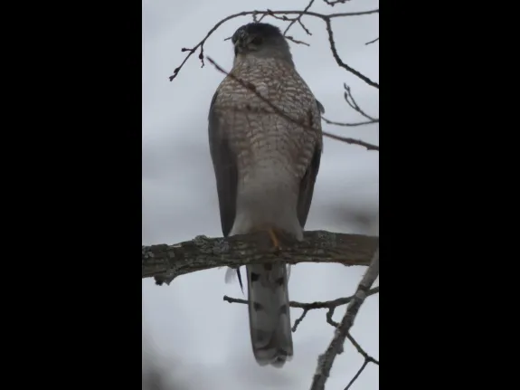 A Cooper's hawk in Sudbury, photographed by Sharon Tentarelli.
