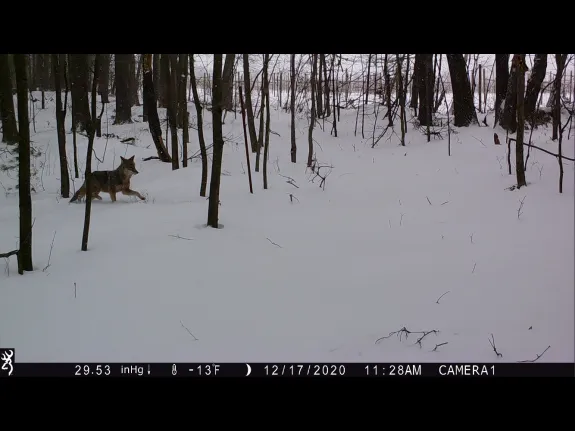 A coyote in Harvard, photographed with an automatically triggered wildlife camera by Steve Cumming.