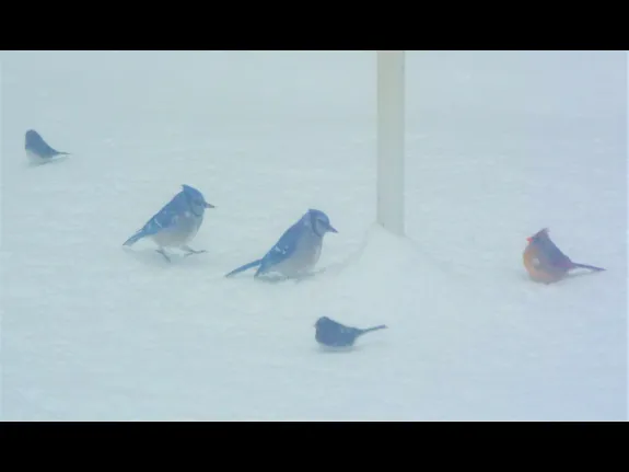 Dark-eyed juncos, blue jays, and a northern cardinal in Harvard, photographed by Robin Right.