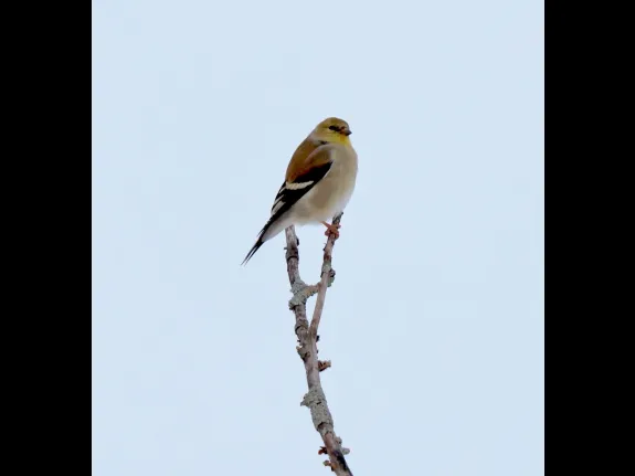 An American goldfinch at Breakneck Hill Conservation Land in Southborough, photographed by Steve Forman.