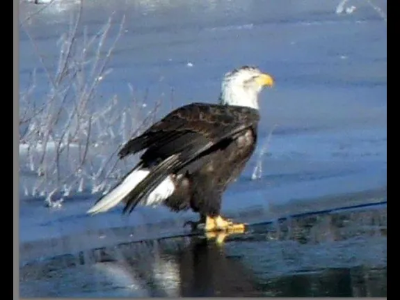 A bald eagle on the Sudbury River in Lincoln, photographed by Harold McAleer.