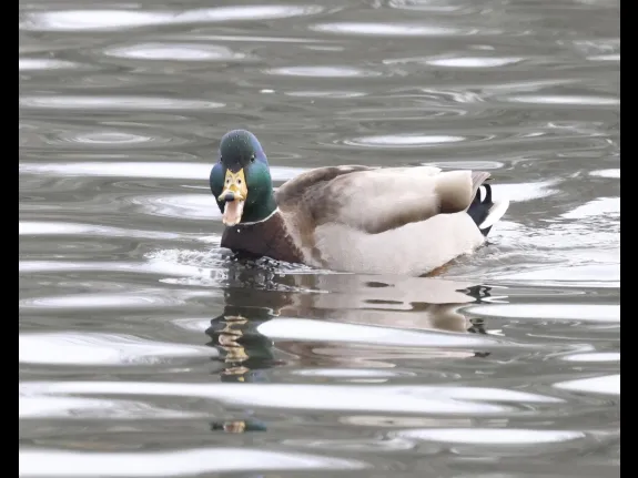 A mallard at Hager Pond in Marlborough, photographed by Steve Forman.