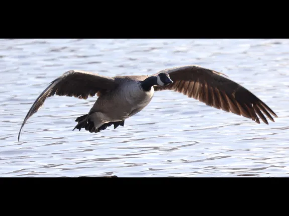 A Canada goose at Hager Pond in Marlborough, photographed by Steve Forman.