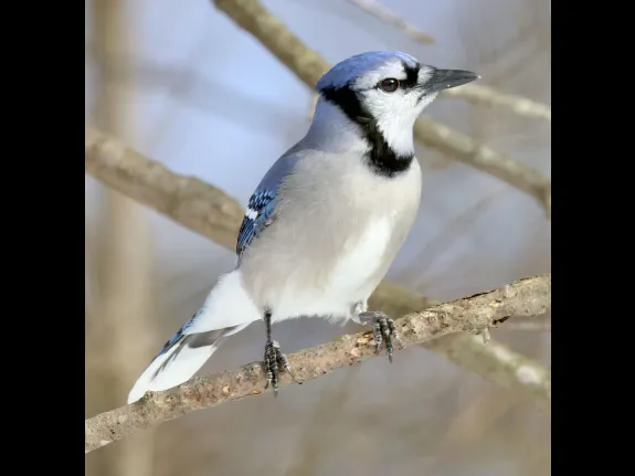 A blue jay in Framingham, photographed by Steve Forman.