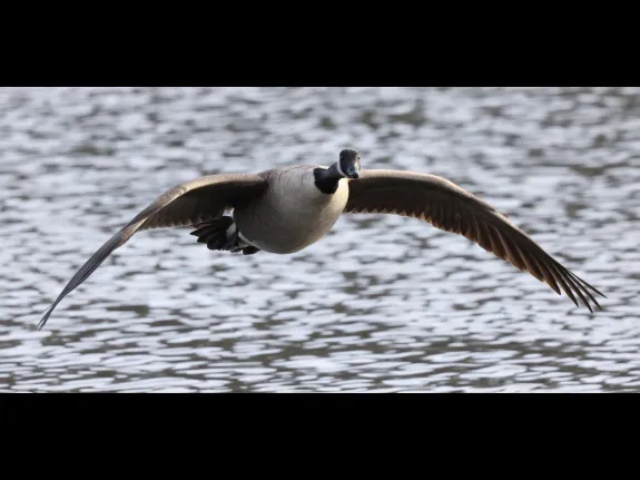 A Canada goose at Hager Pond in Marlborough, photographed by Steve Forman.