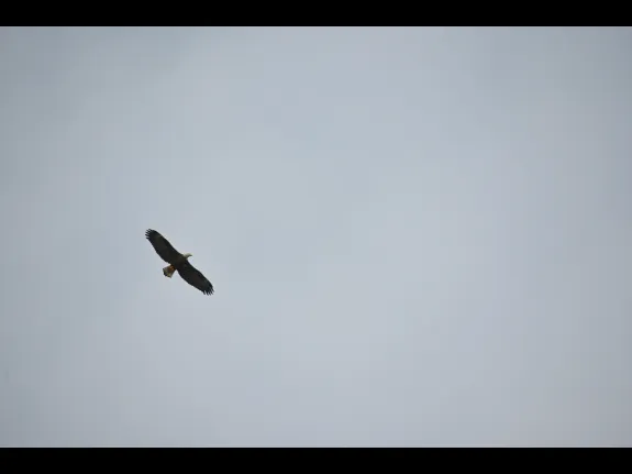 A bald eagle in Wayland, photographed by Harris Stein.