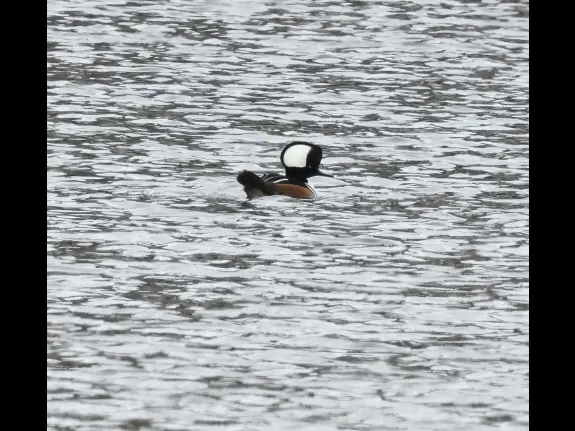 A hooded merganser on the Sudbury Reservoir in Southborough, photographed by Steve Forman.