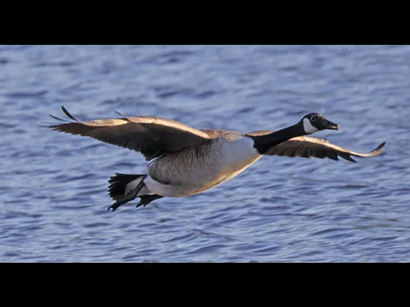 A Canada goose at Hager Pond in Marlborough, photographed by Steve Forman. A Canada goose at Hager Pond in Marlborough, photographed by Steve Forman.