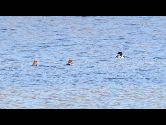 Common mergansers on the Sudbury Reservoir in Southborough, photographed by Steve Forman.