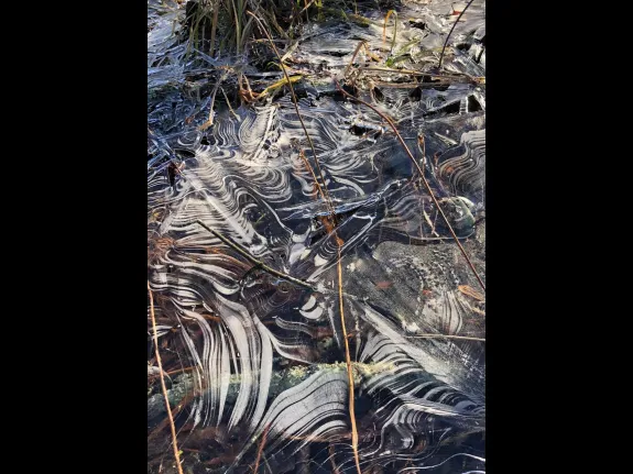 Patterns in ice, photographed along Crane Swamp in Northborough by David Morgan.