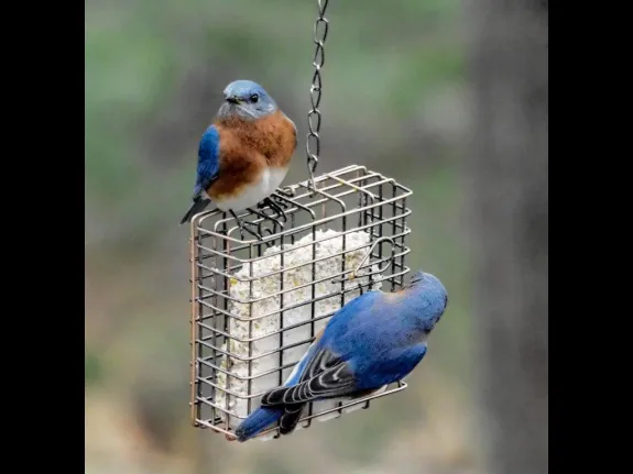 Eastern bluebirds in Wayland, photographed by Erin Lamb.