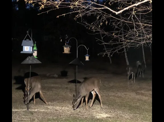 White-tailed deer in Sudbury, photographed by Sharon Tentarelli.