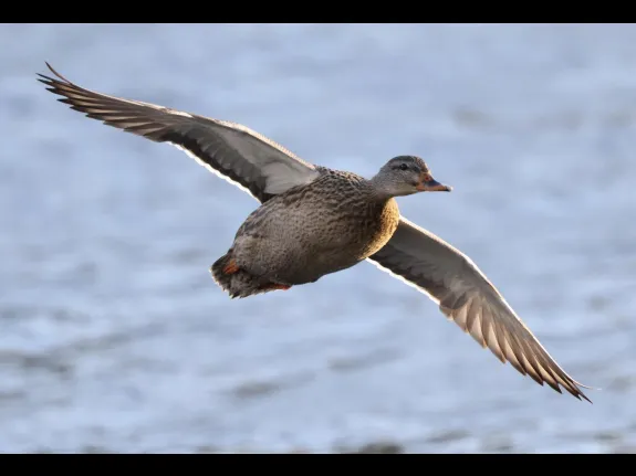 A mallard at Hager Pond in Marlborough, photographed by Steve Forman.