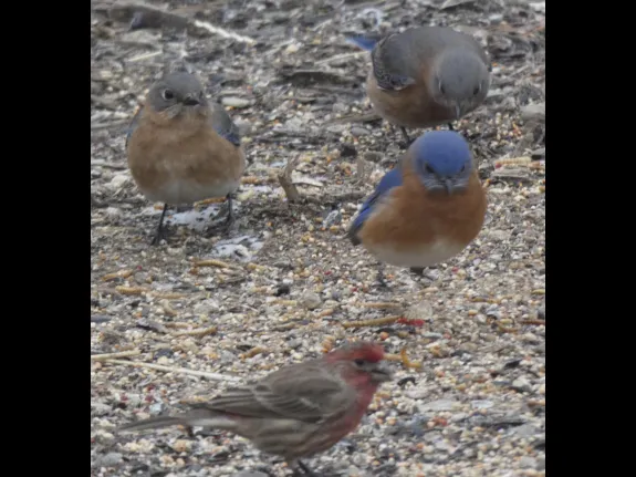 Eastern bluebirds and a house finch in Sudbury, photographed by Sharon Tentarelli.