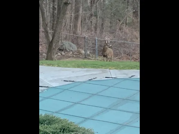 A white-tailed deer in Framingham, photographed by Linda Isaacson.