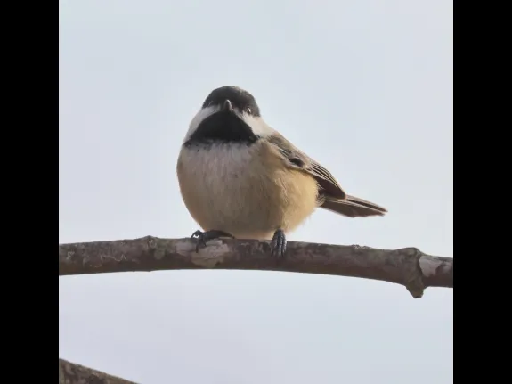 A black-capped chickadee at Breakneck Hill Conservation Land in Southborough, photographed by Steve Forman.