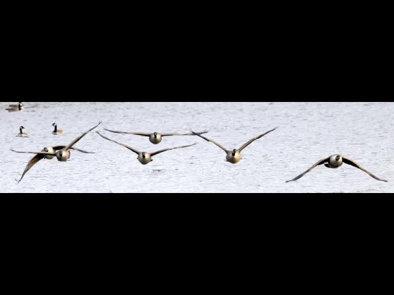 Canada geese at Hager Pond in Marlborough, photographed by Steve Forman.