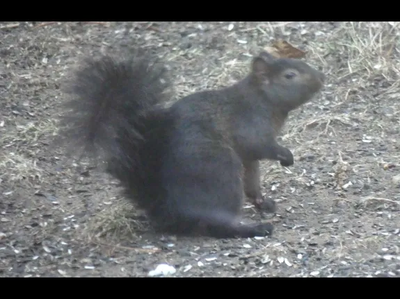 A black variation of a gray squirrel in Lincoln, photographed by Harold McAleer.