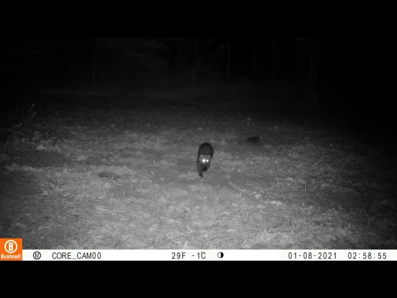 A fisher in Sudbury, photographed with an automatically triggered wildlife camera by Tom McGowan.