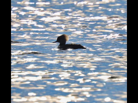 A hooded merganser at Chauncy Lake in Westborough, photographed by Steve Forman.
