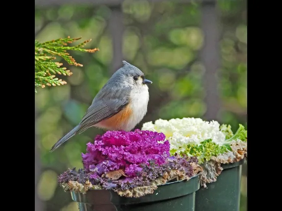 A tufted titmouse in Framingham, photographed by Joan Chasan.