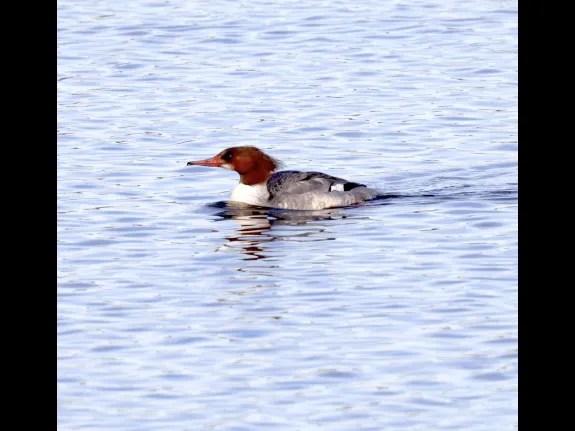 A common merganser at the Sudbury Reservoir in Southborough, photographed by Steve Forman.