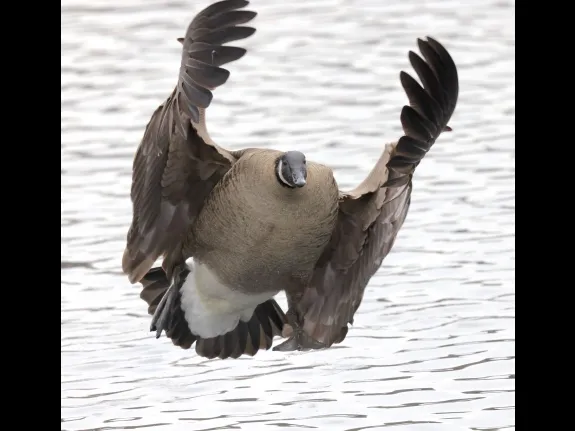 A Canada goose at Hager Pond in Marlborough, photographed by Steve Forman.