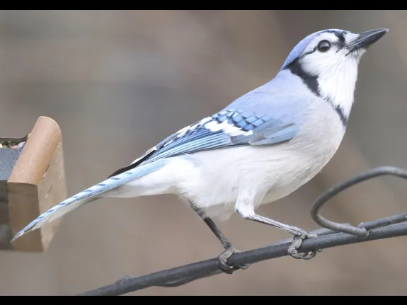 A blue jay in Framingham, photographed by Steve Forman.