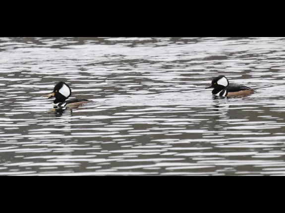 Hooded mergansers at Hager Pond in Marlborough, photographed by Steve Forman.