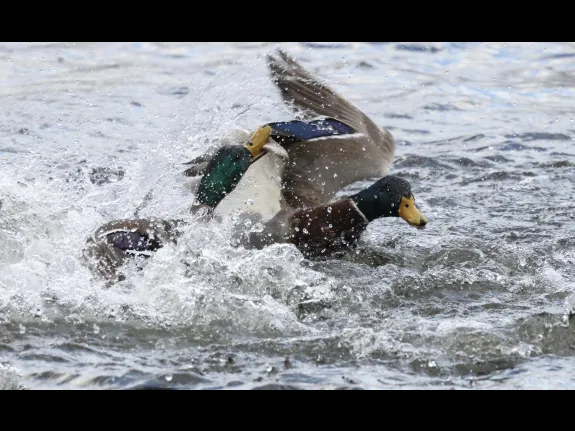 Mallards at Hager Pond in Marlborough, photographed by Steve Forman.