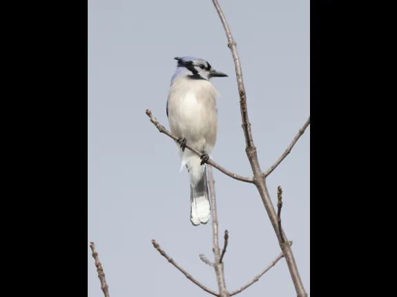 A blue jay at Breakneck Hill Conservation Land in Southborough, photographed by Steve Forman.