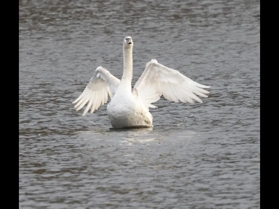 A mute swan at Hager Pond in Marlborough, photographed by Steve Forman.