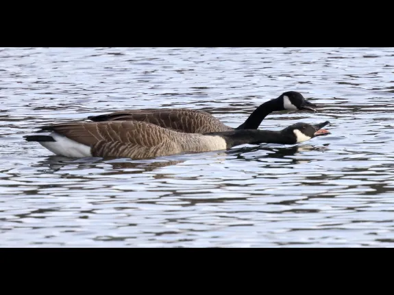 Canada geese at Hager Pond in Marlborough, photographed by Steve Forman.