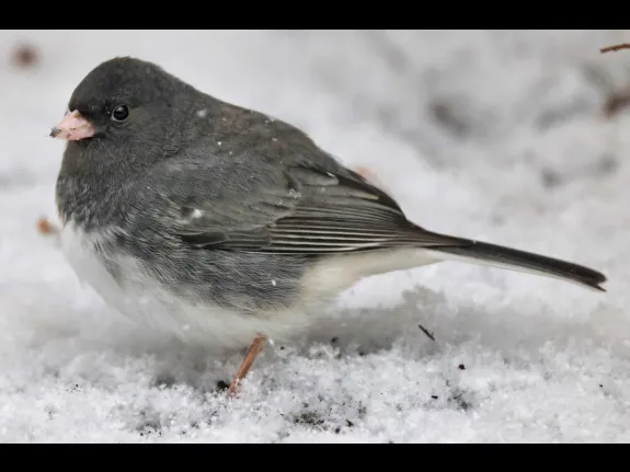 A dark-eyed junco in Framingham, photographed by Steve Forman.