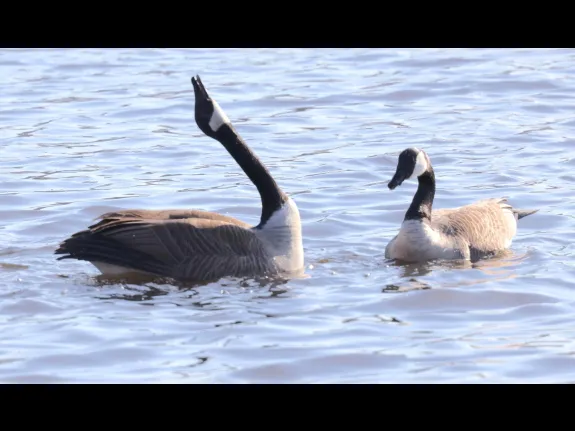 Canada geese at Hager Pond in Marlborough, photographed by Steve Forman.