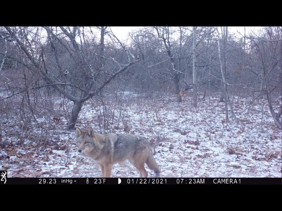 A coyote in Harvard, photographed with an automatically triggered wildlife camera by Steve Cumming.