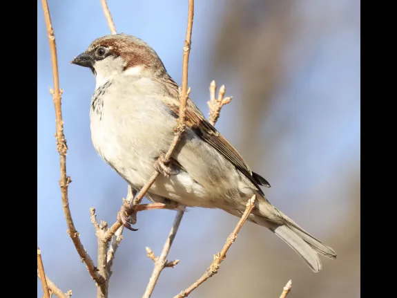 A house sparrow at Breakneck Hill Conservation Land in Southborough, photographed by Steve Forman.