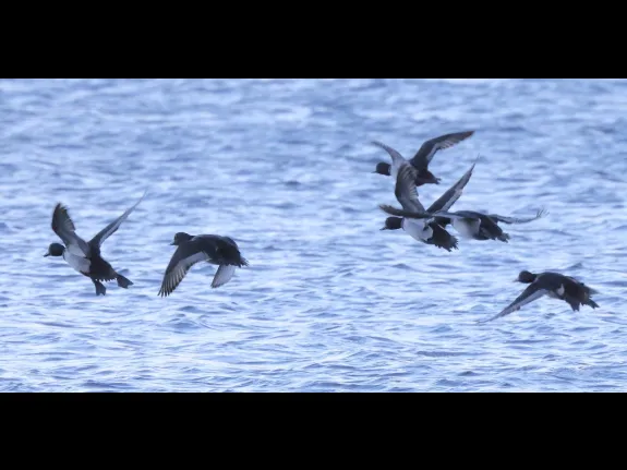 Ring-necked ducks on the Sudbury Reservoir in Southborough, photographed by Steve Forman.