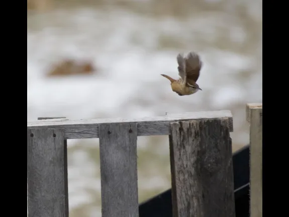 A Carolina wren in Maynard, photographed by Gail Sartori.