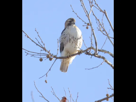 A red-tailed hawk in Framingham, photographed by Steve Forman.